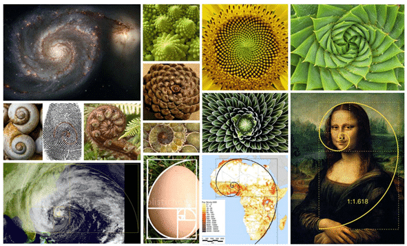 Fibonacci numbers nature