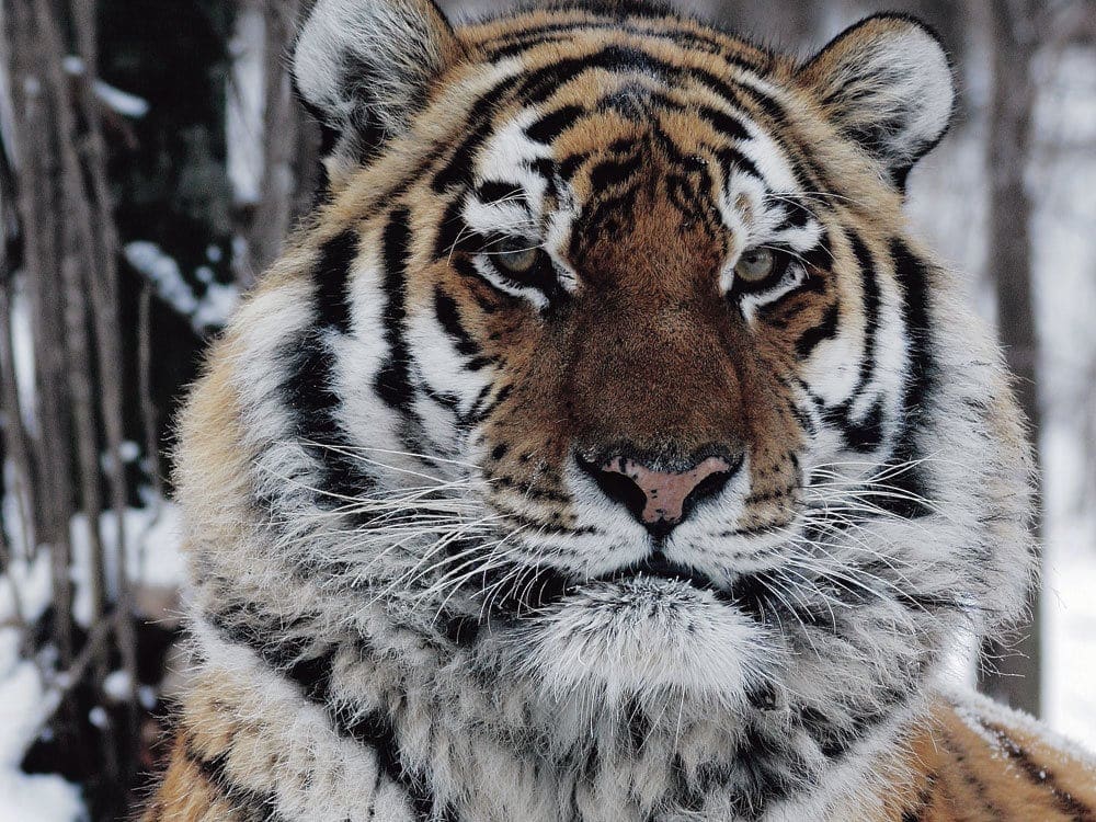 Face of a Siberian Tiger