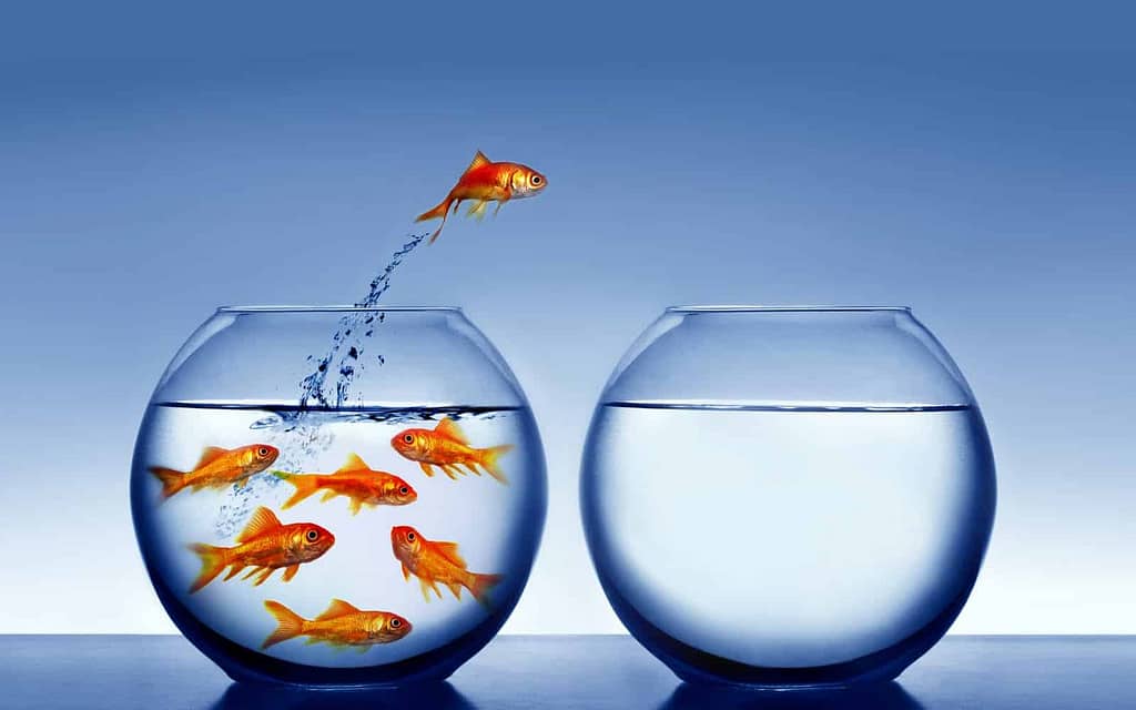 A goldfish jumping out of the water, from the crowded jar to the empty one.